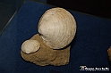 VBS_9546 - Museo Paleontologico - Asti